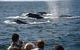 Whale-Watching Tour From Augusta Or Perth With Optional Captain\'s Lounge Upgrade - thumb 8