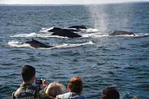 Whale-Watching Tour From Augusta Or Perth With Optional Captain\'s Lounge Upgrade - Accommodation Kalgoorlie 8