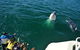 Whale-Watching Tour From Augusta Or Perth With Optional Captain\'s Lounge Upgrade - thumb 13