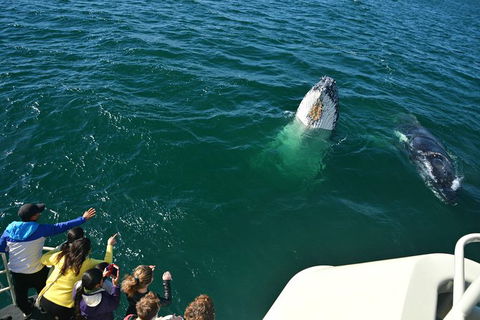 Whale-Watching Tour From Augusta Or Perth With Optional Captain\'s Lounge Upgrade - Accommodation Kalgoorlie 13