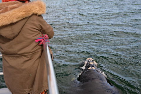 Whale-Watching Tour From Augusta Or Perth With Optional Captain\'s Lounge Upgrade - Accommodation Kalgoorlie 12