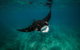 Ningaloo Reef Or Muiron Islands Snorkeling And Wildlife Adventure - thumb 2