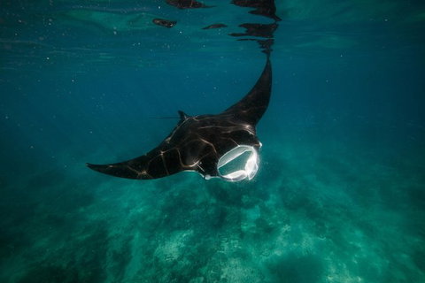 Ningaloo Reef Or Muiron Islands Snorkeling And Wildlife Adventure - Accommodation Kalgoorlie 2