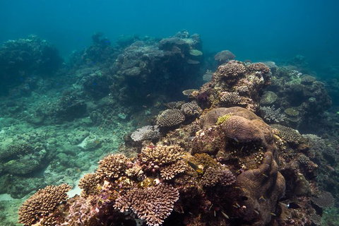 Ningaloo Reef Or Muiron Islands Snorkeling And Wildlife Adventure - Accommodation Kalgoorlie 4