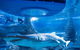 Glass Bottom Boat Adventure And AQWA General Entry Ticket - thumb 1