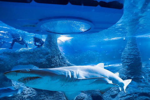 Glass Bottom Boat Adventure And AQWA General Entry Ticket - Accommodation Kalgoorlie 1