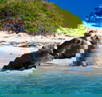 Penguin Island Tour with Dolphin and Sea Lion Cruise - Accommodation Kalgoorlie