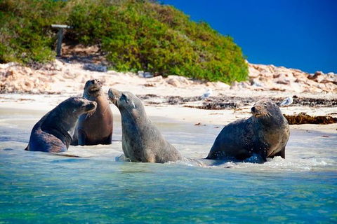 Penguin Island Tour With Dolphin And Sea Lion Cruise - Accommodation Kalgoorlie 0