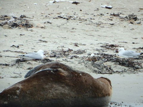 Penguin Island Tour With Dolphin And Sea Lion Cruise - Accommodation Kalgoorlie 3
