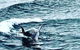 Penguin Island Tour With Dolphin And Sea Lion Cruise - thumb 6