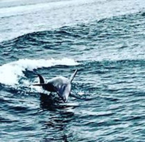 Penguin Island Tour With Dolphin And Sea Lion Cruise - Accommodation Kalgoorlie 6