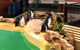 Penguin Island Tour With Dolphin And Sea Lion Cruise - thumb 4