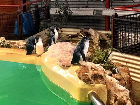 Penguin Island Tour With Dolphin And Sea Lion Cruise - Accommodation Kalgoorlie 4
