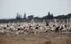 Penguin Island Tour With Dolphin And Sea Lion Cruise - thumb 5