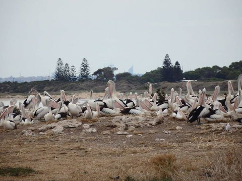 Penguin Island Tour With Dolphin And Sea Lion Cruise - Accommodation Kalgoorlie 5