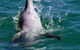 Penguin Island Tour With Dolphin And Sea Lion Cruise - thumb 1