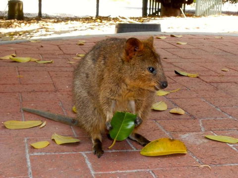 Rottnest Island With Bike Hire From Perth Or Fremantle - Accommodation Kalgoorlie 12