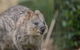Rottnest Island With Bike Hire From Perth Or Fremantle - thumb 9