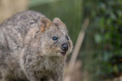 Rottnest Island With Bike Hire From Perth Or Fremantle - Accommodation Kalgoorlie 9