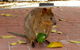 Rottnest Island With Bike Hire From Perth Or Fremantle - thumb 11