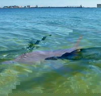 Bunbury Dolphins Discovery Tour - Fly From Perth - Accommodation Kalgoorlie