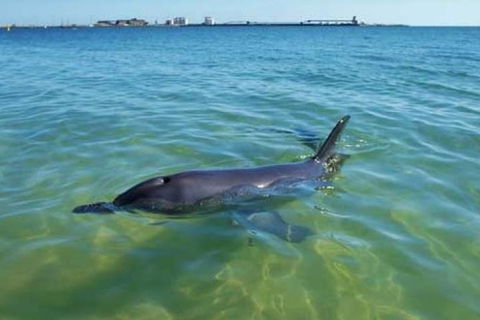Bunbury Dolphins Discovery Tour - Fly From Perth - Accommodation Kalgoorlie 2