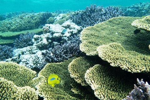 Abrolhos Islands Scenic Flight & Snorkel Adventure From Perth - Accommodation Kalgoorlie 3