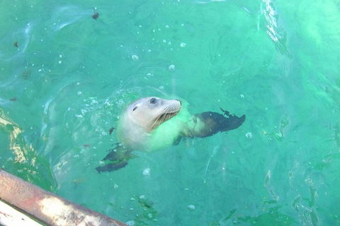 Abrolhos Islands Scenic Flight & Snorkel Adventure From Perth - Accommodation Kalgoorlie 4