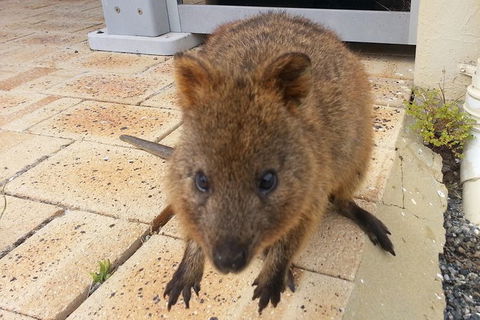 Wave Rock, Pinnacles And Rottnest One Day Aeroplane Tour - Accommodation Kalgoorlie 6