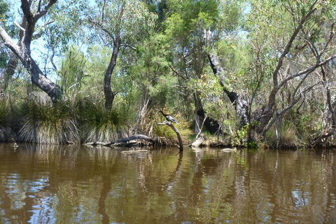 Kayak Tour On The Canning River - Accommodation Kalgoorlie 4