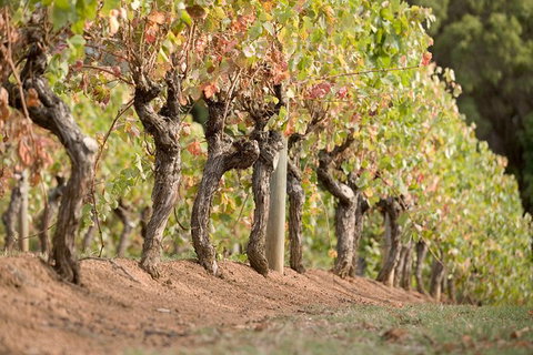 Vasse Felix Winery Tour And Tasting - Accommodation Kalgoorlie 3