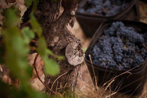 Vasse Felix Winery Tour And Tasting - Accommodation Kalgoorlie 4