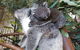 Penguin Island And Caversham Wildlife Park Day Trip From Perth - thumb 1