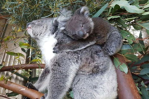 Penguin Island And Caversham Wildlife Park Day Trip From Perth - Accommodation Kalgoorlie 1