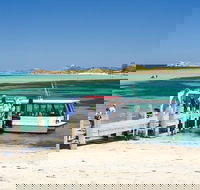 Penguin Island and Caversham Wildlife Park Day Trip From Perth - Accommodation Kalgoorlie