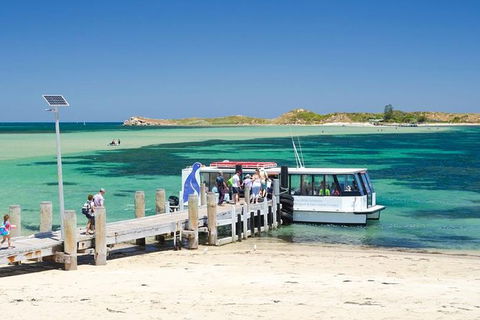 Penguin Island And Caversham Wildlife Park Day Trip From Perth - Accommodation Kalgoorlie 0