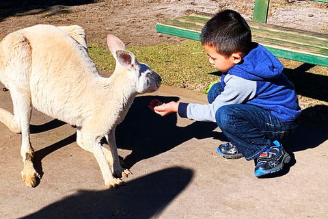 Perth Kids Explorer (Private) Day Tour - Accommodation Kalgoorlie 8
