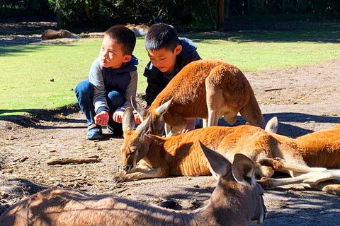Perth Kids Explorer (Private) Day Tour - Accommodation Kalgoorlie 4