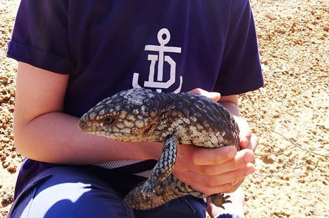 Perth Kids Explorer (Private) Day Tour - Accommodation Kalgoorlie 13