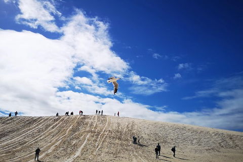 Private Tour To Pinnacles, Yanchep, Lobster Shack And Lancelin - Accommodation Kalgoorlie 1