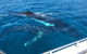 Busselton Whale Watching - thumb 0