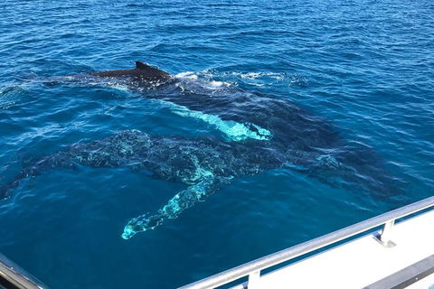 Busselton Whale Watching - Accommodation Kalgoorlie 0