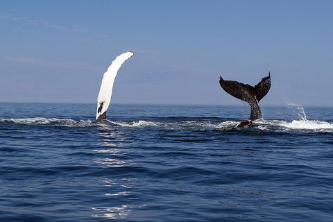 Busselton Whale Watching - Accommodation Kalgoorlie 1