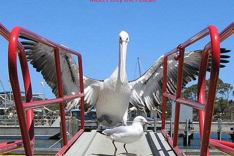 Albany Wildlife And Scenic Cruise - Accommodation Kalgoorlie 2