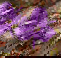 Wildflower Photographic Day Trip from Perth - Accommodation Kalgoorlie