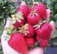 Mornington Peninsula including Strawberry Farm Day Tour from Melbourne - Accommodation Kalgoorlie