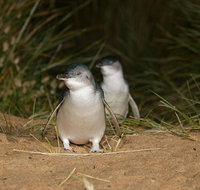 Full-Day Penguin Parade and Melbourne City Tour From Melbourne - Accommodation Kalgoorlie
