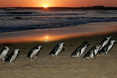 Phillip Island Penguin Parade Day Trip With Koala Park - Accommodation Kalgoorlie 0