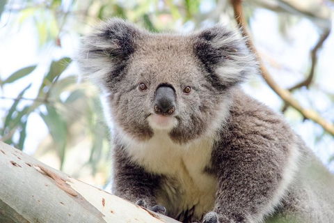 Phillip Island Penguin Parade Day Trip With Koala Park - Accommodation Kalgoorlie 14