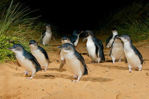 Phillip Island Penguin Parade Day Trip With Koala Park - Accommodation Kalgoorlie 7